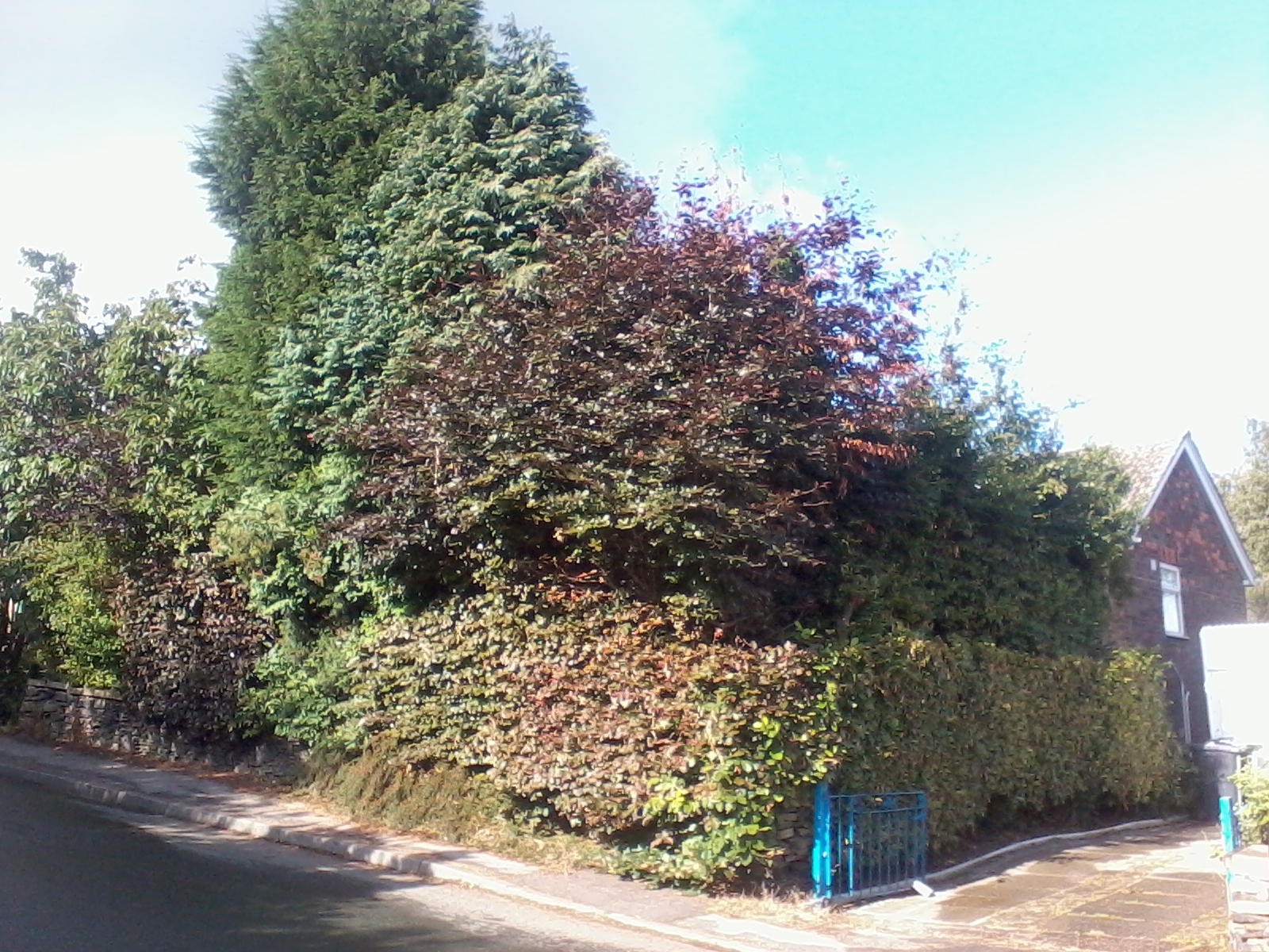 Photos grenoside tree services tree surgeons in sheffield